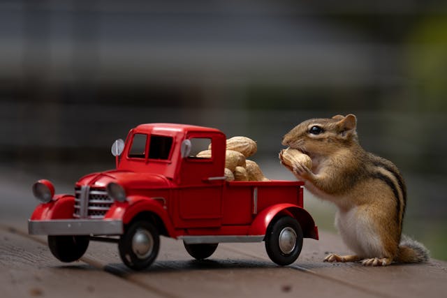 truck and squirrel
